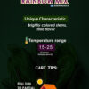 Swiss Chard Rainbow Mix - Image 2