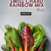 Swiss Chard Rainbow Mix